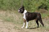 BOSTON TERRIER 229
